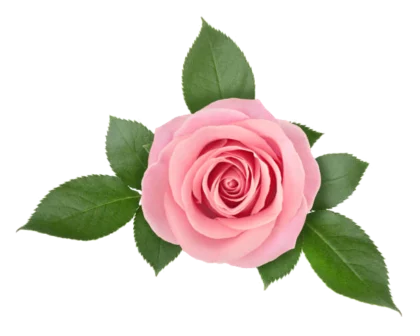 flor de rosa